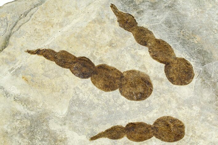 Dinosaur (Grallator) Track - Negative Impression #366845